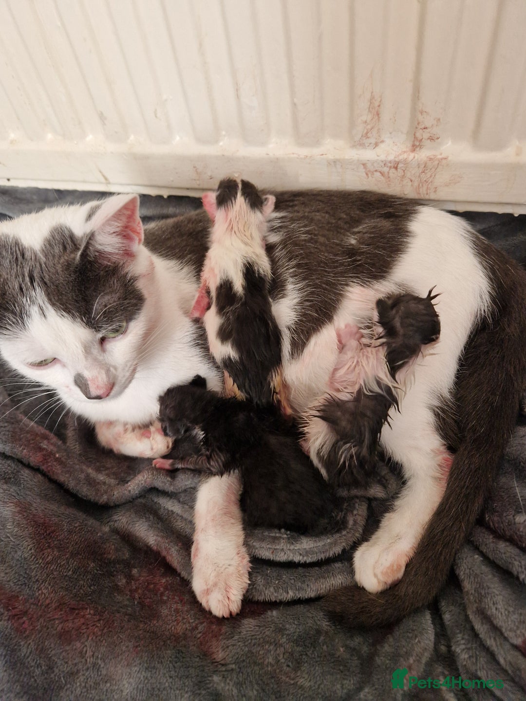 Mixed Breed cats for sale: Playful kittens looking for their furever homes  - Advert 2