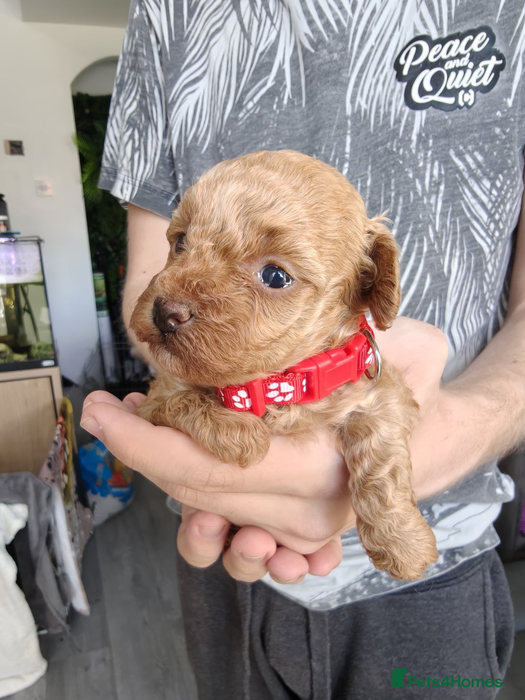 Maltipoo dogs for sale: F1B Toy Maltipoo  - Image 27