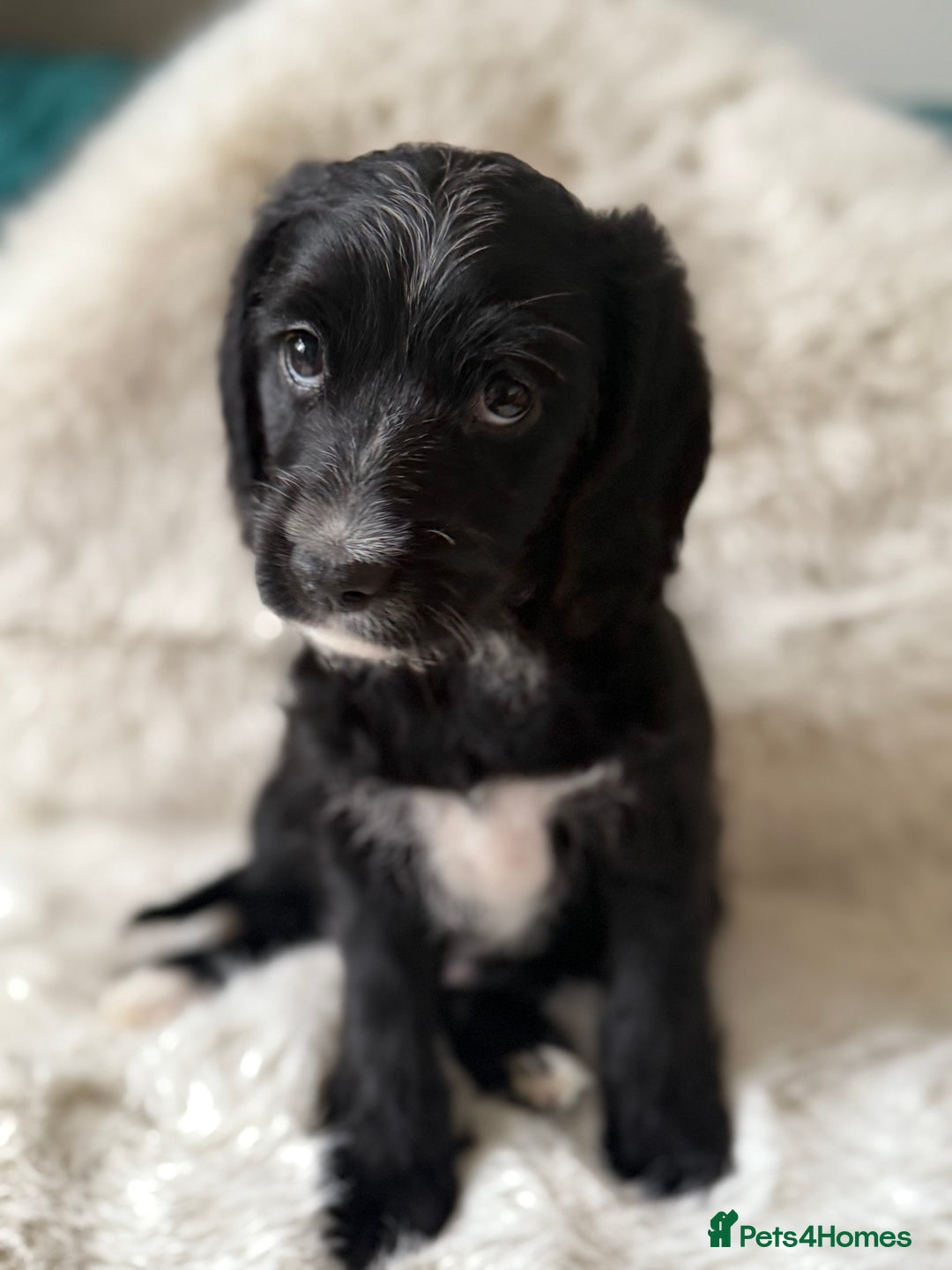Mixed Breed dogs for sale: Girl Mixed Breed Puppy 13 Weeks Old - Advert 8