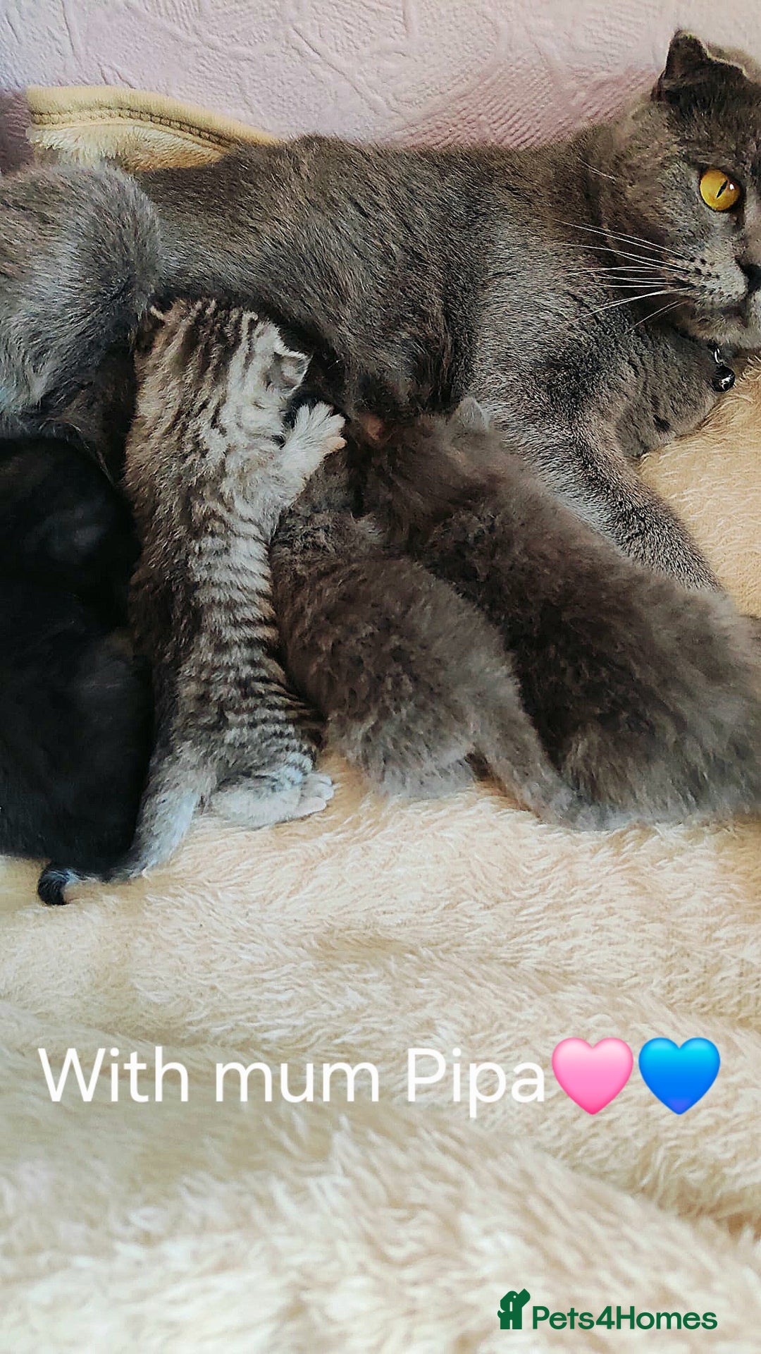 Scottish Fold cats for sale: ❤️Gorgeous Scottish Fold Straight ears kittens❤️ - Image 23