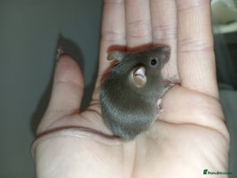 Mouse rodents Male and female mice ready soon - Advert 2