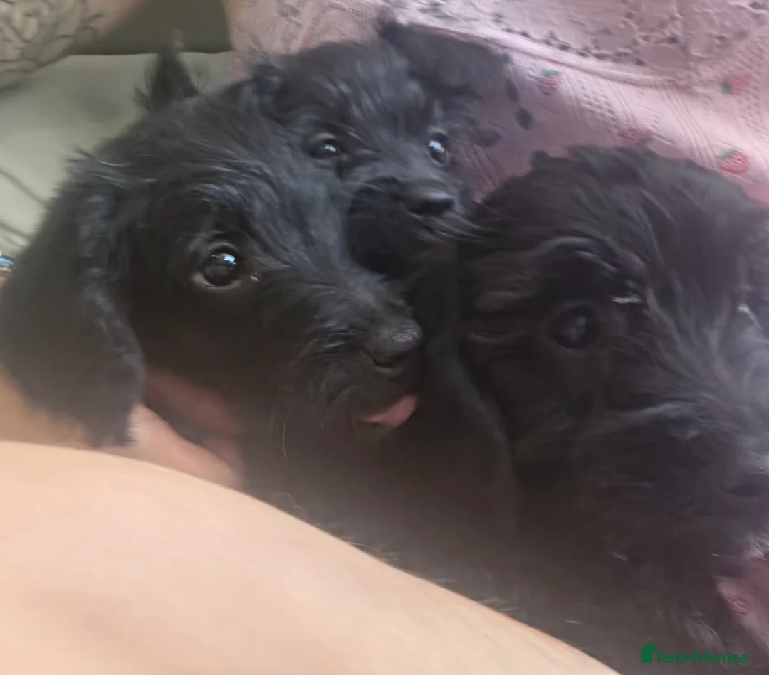 Mixed Breed dogs for sale: Toy Patterpoo - Advert 2