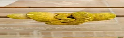 Python Snake reptiles for sale: Green Tree Python  - Advert 5