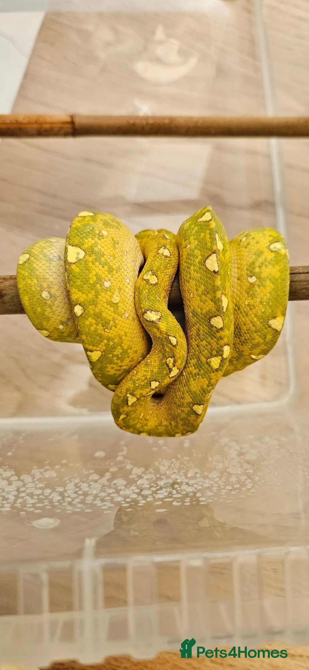 Python Snake reptiles for sale: Green Tree Python  - Advert 5
