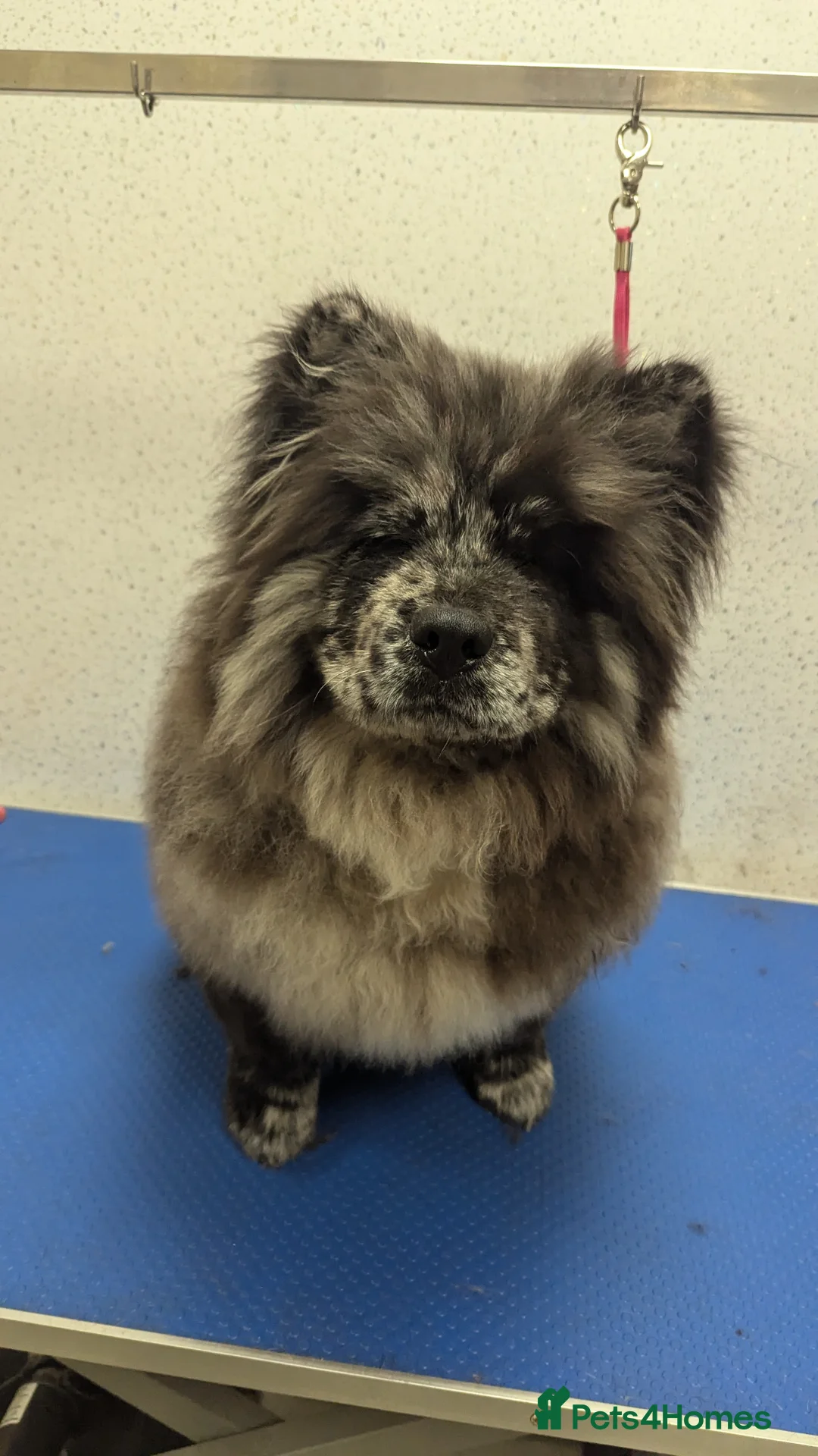 Chow Chow dogs for stud: Merle chow chow for Stud  - Advert 10