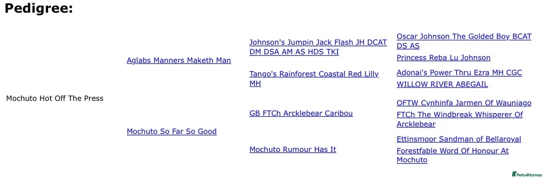 Labrador Retriever dogs for sale: Stunning KC Black and Red Labrador Puppies  - Advert 15