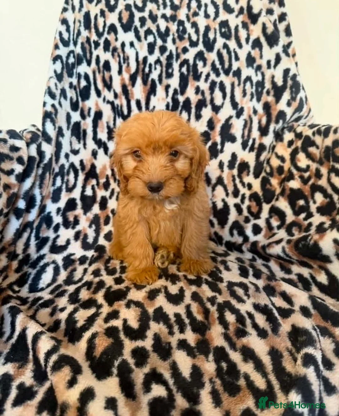 Cockapoo dogs for sale: F1 cockapoo  - Advert 15