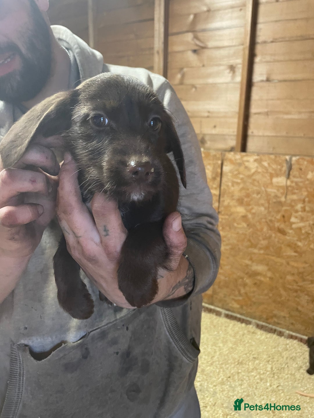 Jackapoo dogs for sale: Beautiful jackapoo - Image 2