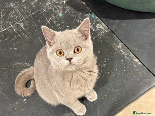 British Shorthair cats BSH BOY kitten left - Advert 17