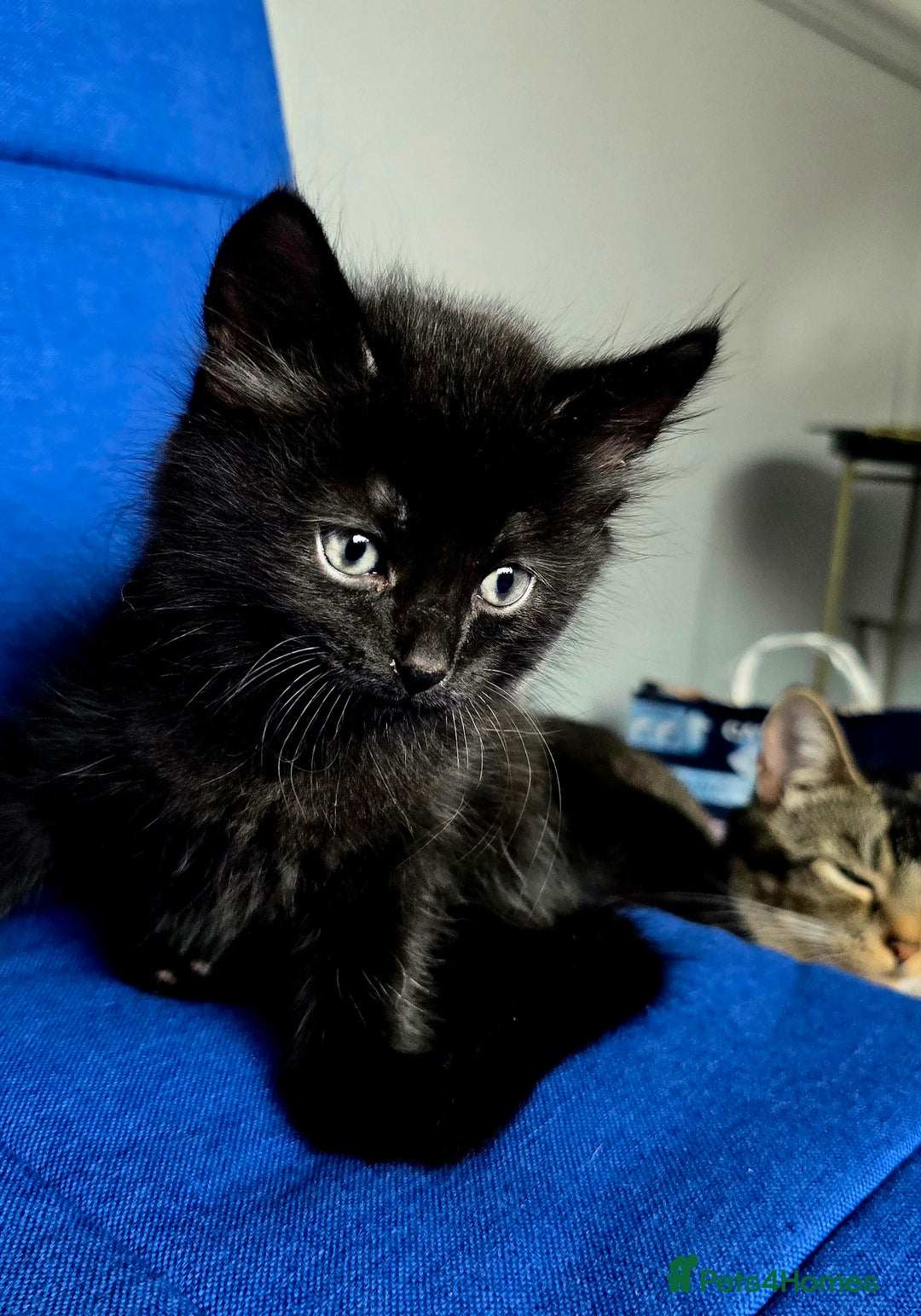 Mixed Breed cats for sale: 2 Adorable boys - Ragdol Mix kittens - Image 8