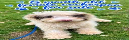 Cockapoo dogs for sale: Cocopoo - Advert 4