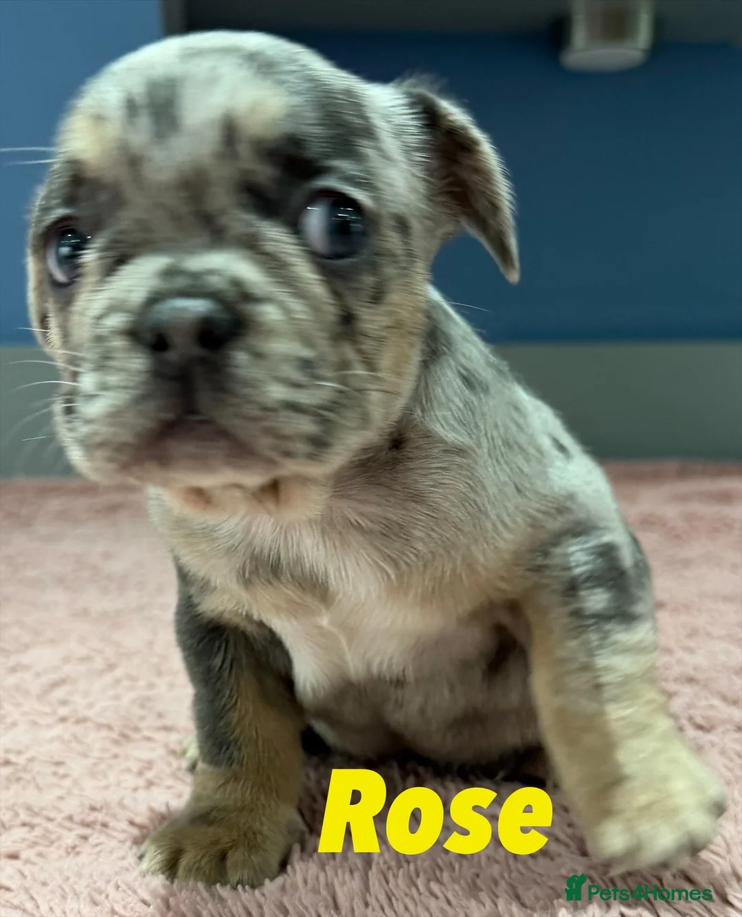 French Bulldog dogs for sale: French bulldog puppies - ready end of feb - Advert 8