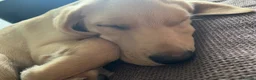 Labrador Retriever dogs for sale: 7 month old Labrador retriever  - Advert 8