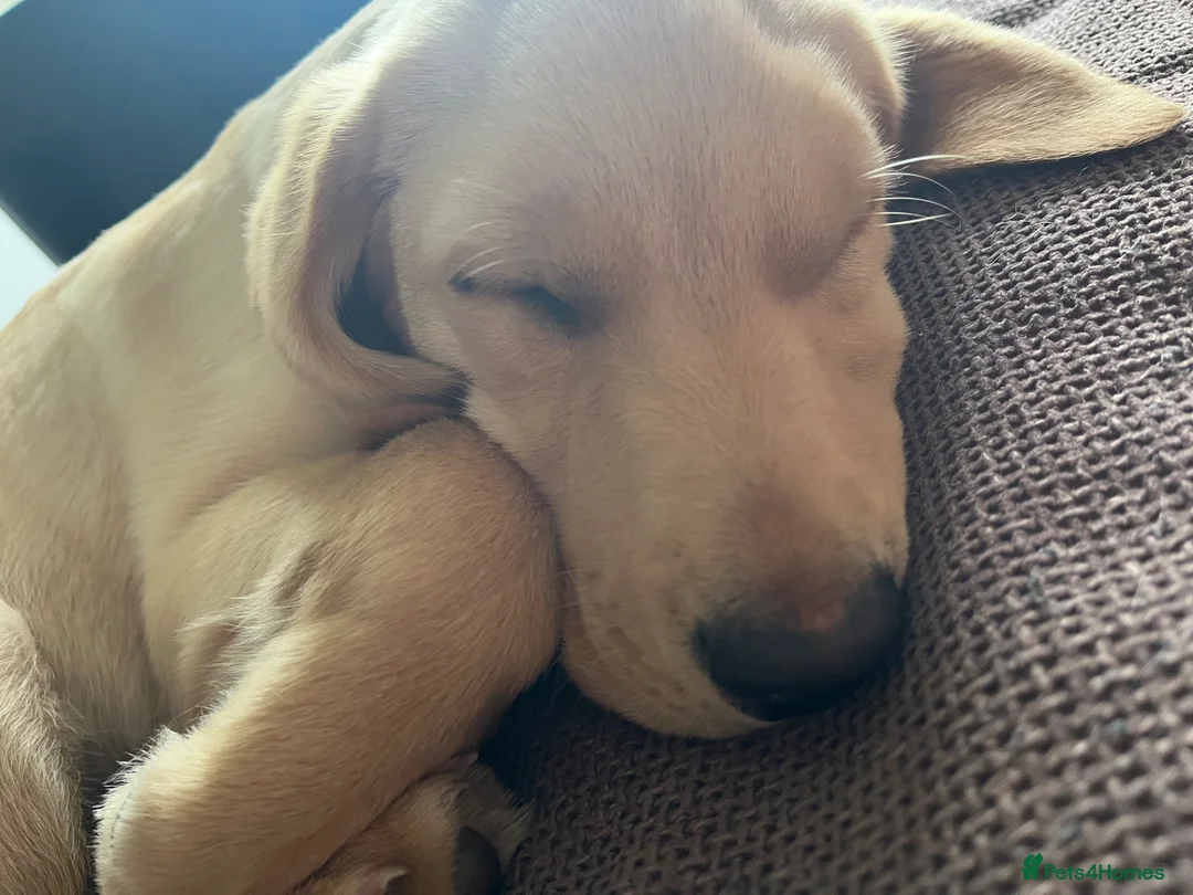 Labrador Retriever dogs for sale: 7 month old Labrador retriever  - Advert 8