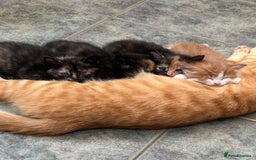 Mixed Breed cats for sale: A BOY AND A GIRL, READY NOW  - Image 19