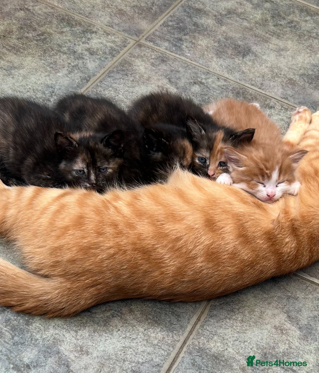 Mixed Breed cats for sale: A BOY AND A GIRL, READY NOW  - Image 19