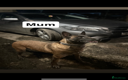 Belgian Shepherd Dog dogs for sale: Belgian Malinois puppies  - Image 7