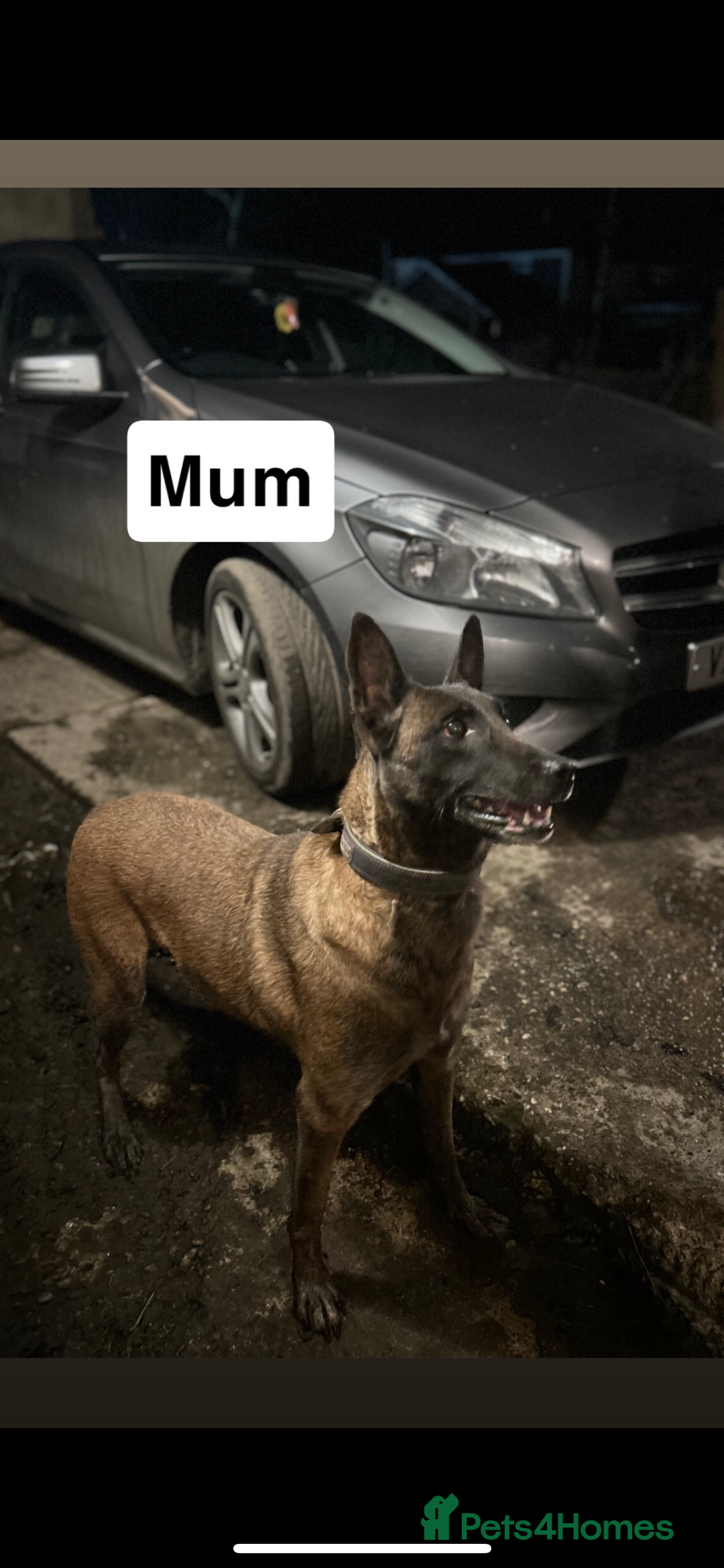 Belgian Shepherd Dog dogs for sale: Belgian Malinois puppies  - Image 7