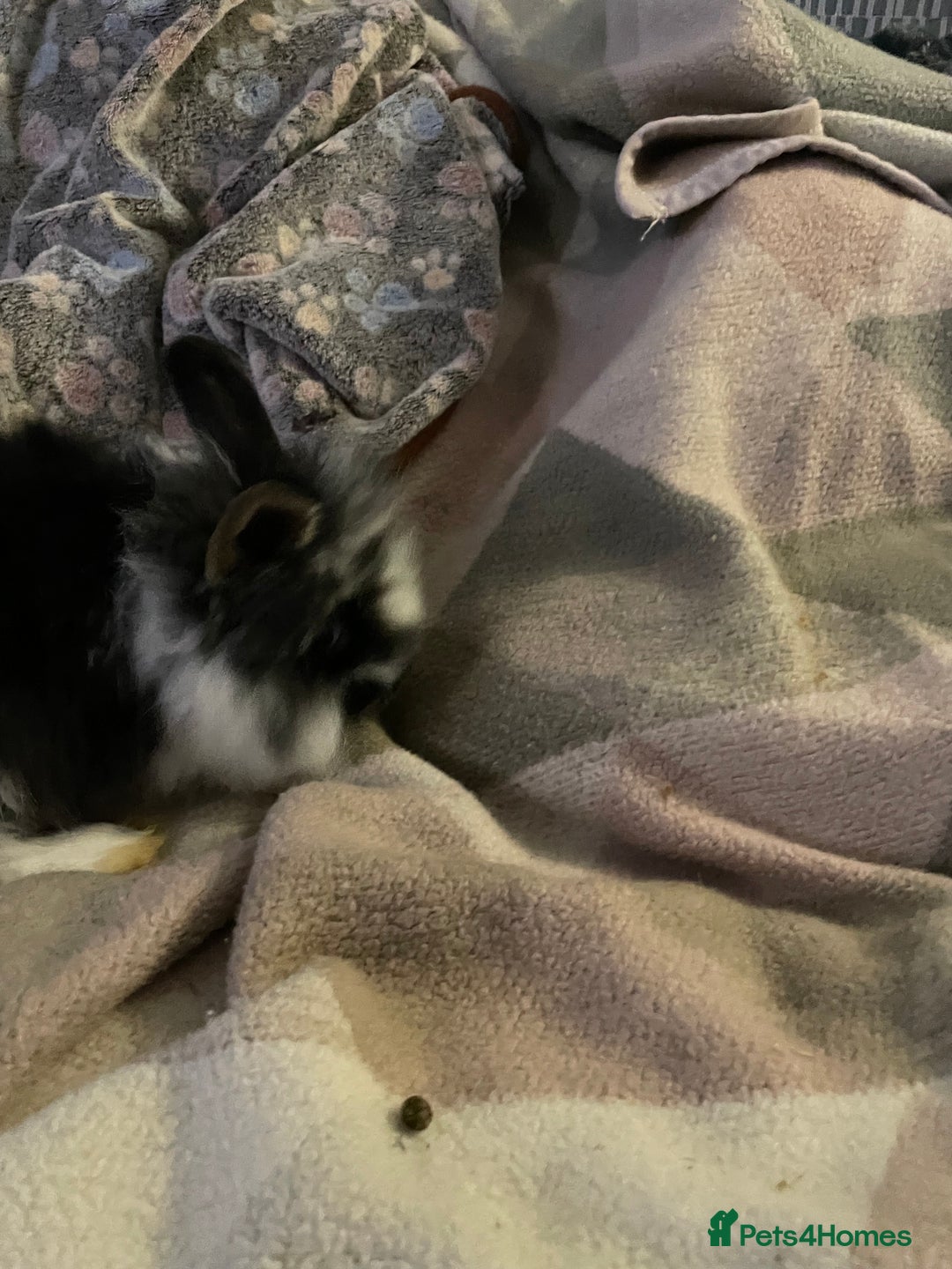 Lionhead rabbits for sale: bunnies - Advert 10