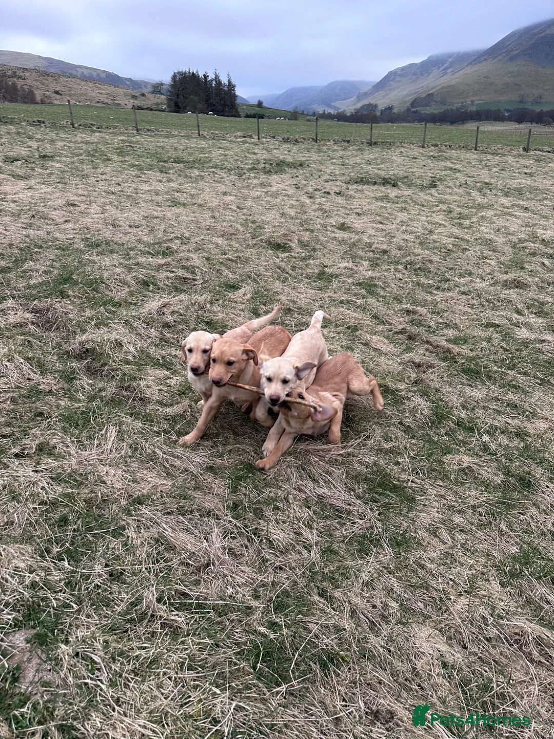 Labrador Retriever dogs for sale: Beautiful yellow Labrador bitches in Blairgowrie - Advert 10