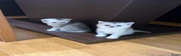British Shorthair cats for sale: Milky is looking for his forever home  - Advert 15