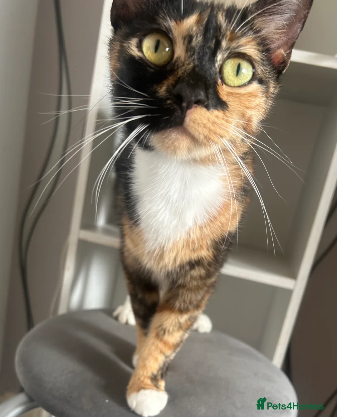 Mixed Breed cats for sale: Beautiful kittens for sale  in Fraserburgh - Advert 1