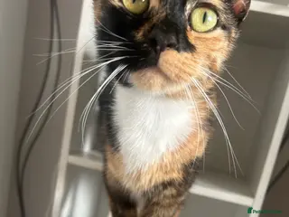 Mixed Breed cats Beautiful kittens for sale in Fraserburgh - Advert 1