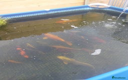 Koi Carp fish for sale: Koi carp  - Image 9