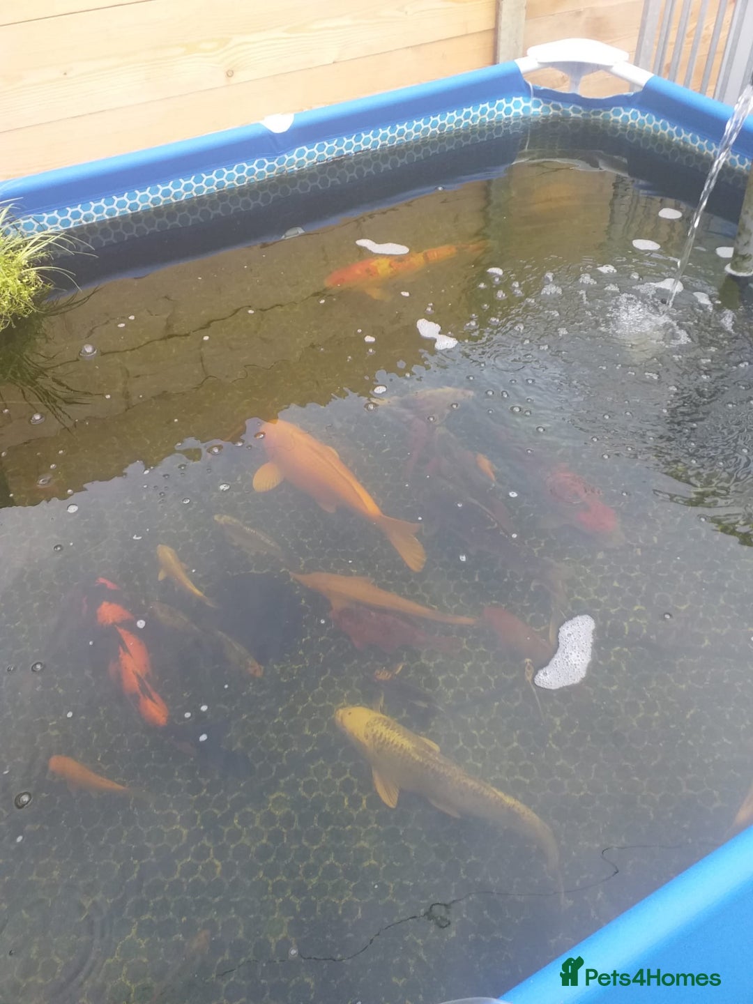 Koi Carp fish for sale: Koi carp  - Image 9