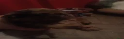 Pug dogs for sale: Pug Puppies in Stevenage - Advert 5