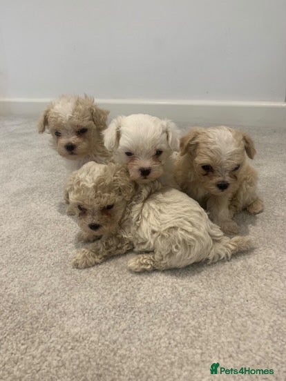Maltipoo dogs Minature Maltipoo puppies  - Advert 3