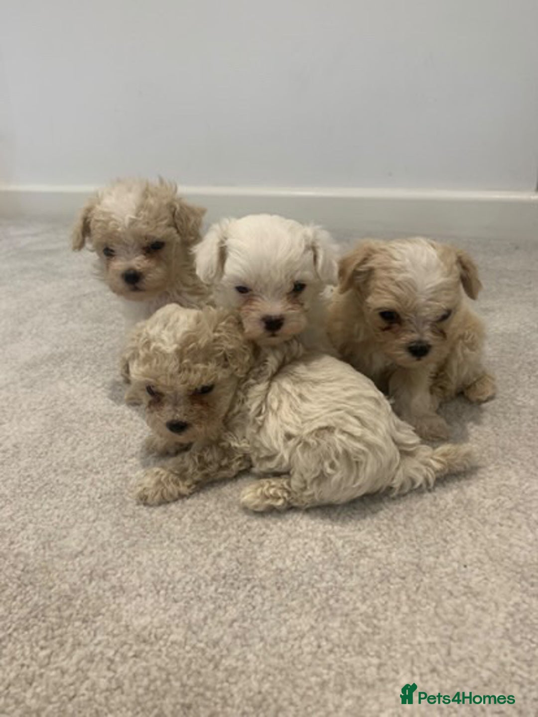 Maltipoo dogs for sale: Minature Maltipoo puppies  - Advert 1