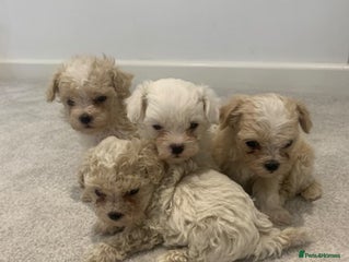 Maltipoo dogs Minature Maltipoo puppies - Advert 1