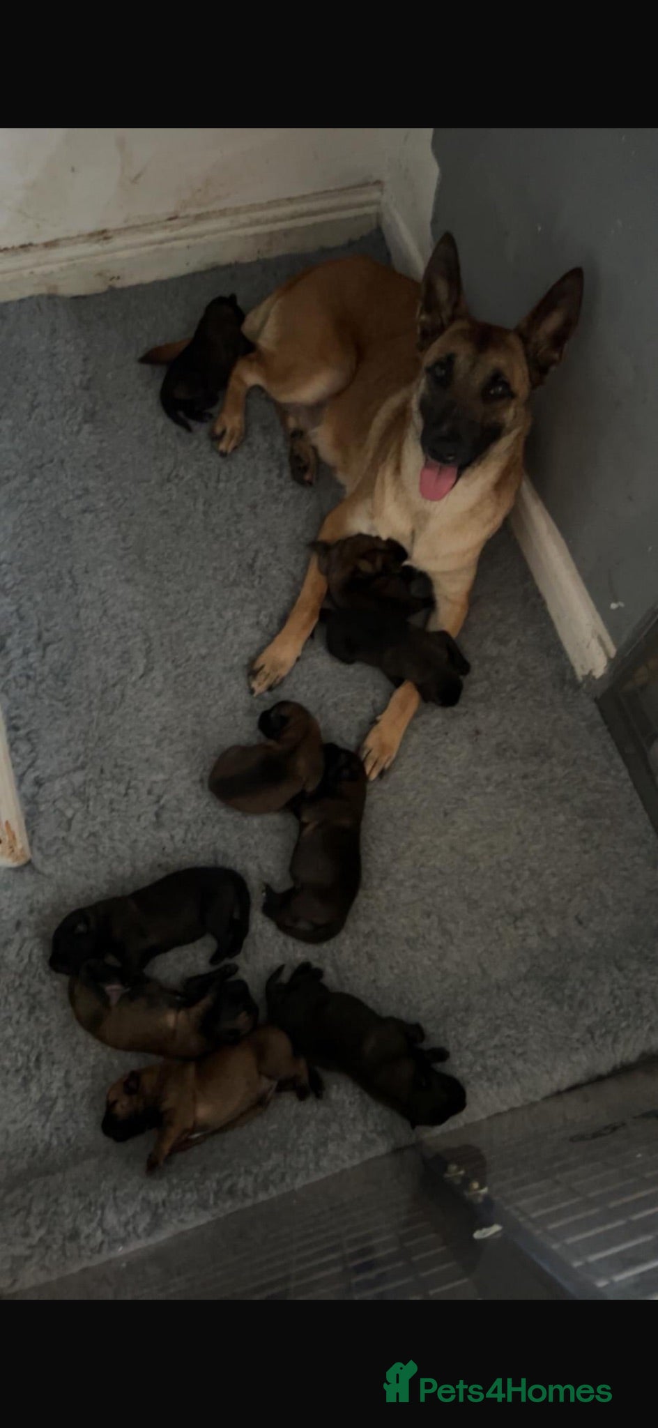 Belgian Shepherd Dog dogs 1 male Belgian Malinois puppy  - Advert 2