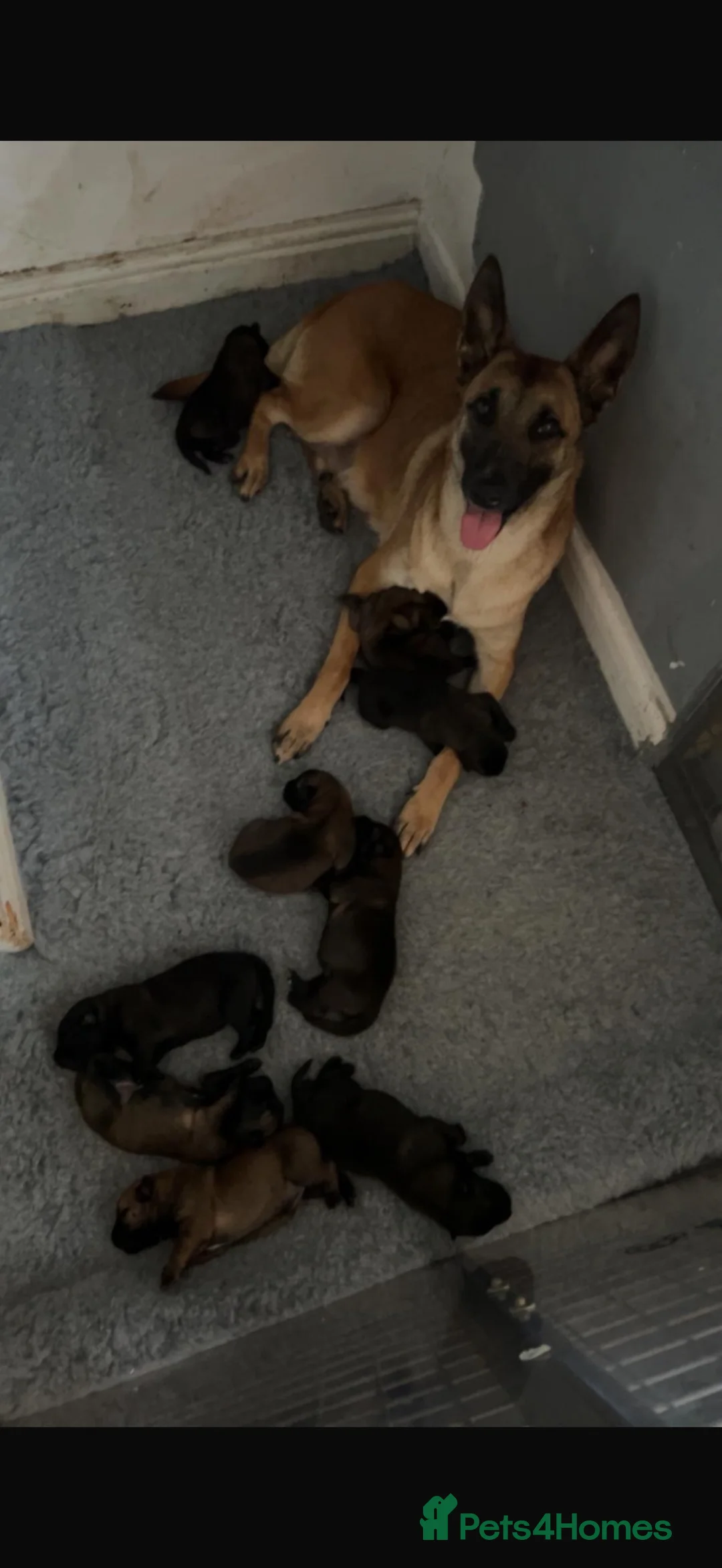 Belgian Shepherd Dog dogs for sale: 1 male Belgian Malinois puppy  - Advert 1