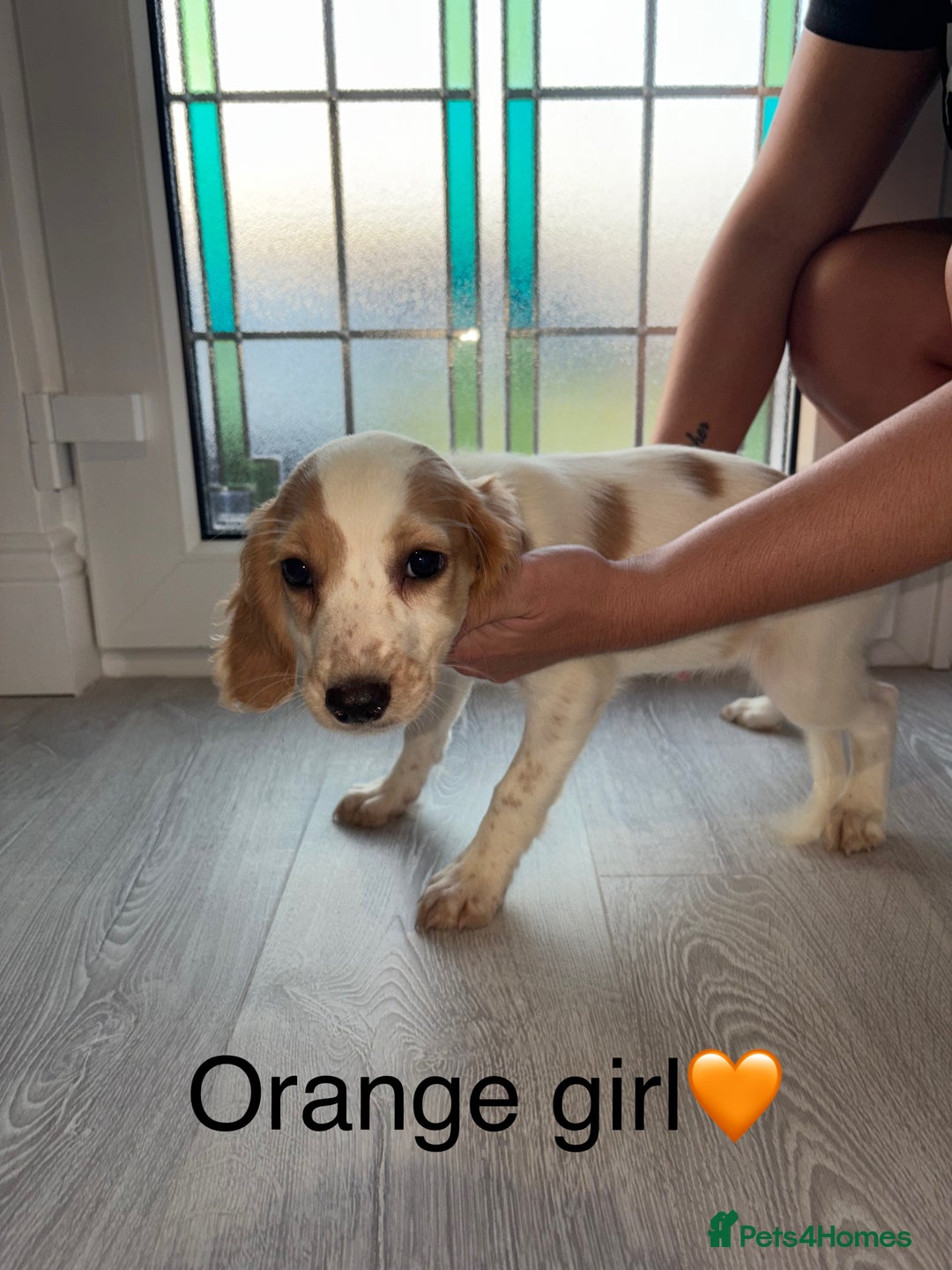 Cocker Spaniel dogs for sale: (2 left) Working cocker Spaniels - Image 3