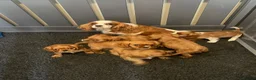 Cavalier King Charles Spaniel dogs for sale: Red full breed cavalier boys  - Advert 16
