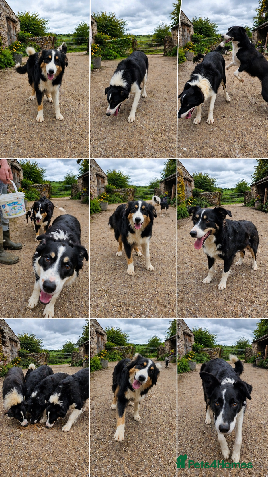 Border Collie dogs for sale: Beautiful 7 month old collie pups  - Advert 1