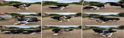 Border Collie dogs for sale: Beautiful 7 month old collie pups  in Newry - Advert 1