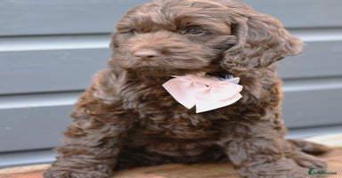 Cockapoo dogs - Advert 3