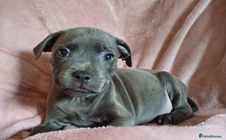Staffordshire Bull Terrier dogs - Advert 1