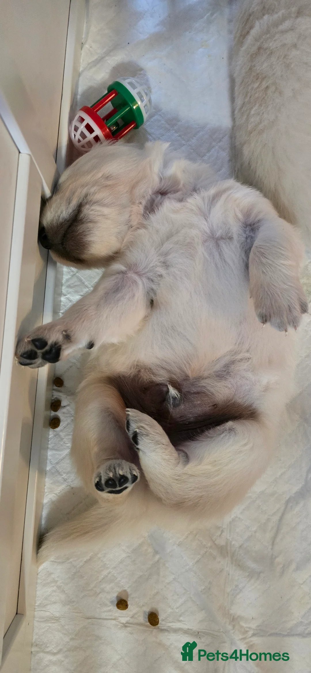 Golden Retriever dogs for sale: Adorable white Golden Retriever - Advert 13