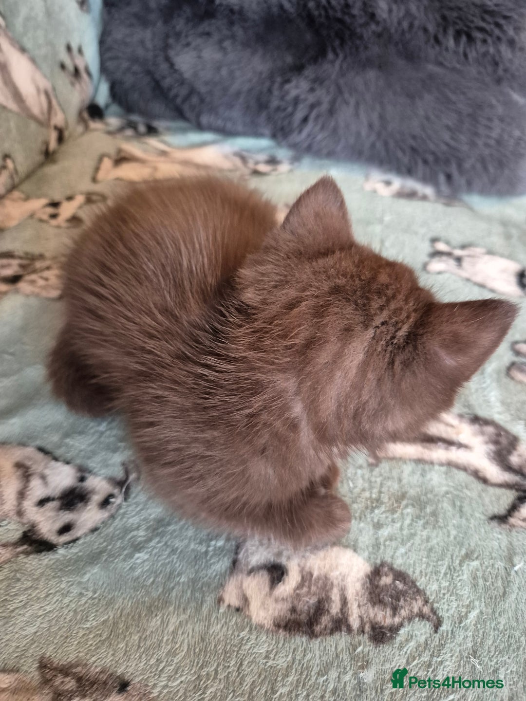 Selkirk Rex cats for sale: Pedigree selkirk rex girls non curly - Advert 12