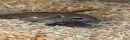 Gerbil rodents for sale: Two female gerbils  - Advert 4
