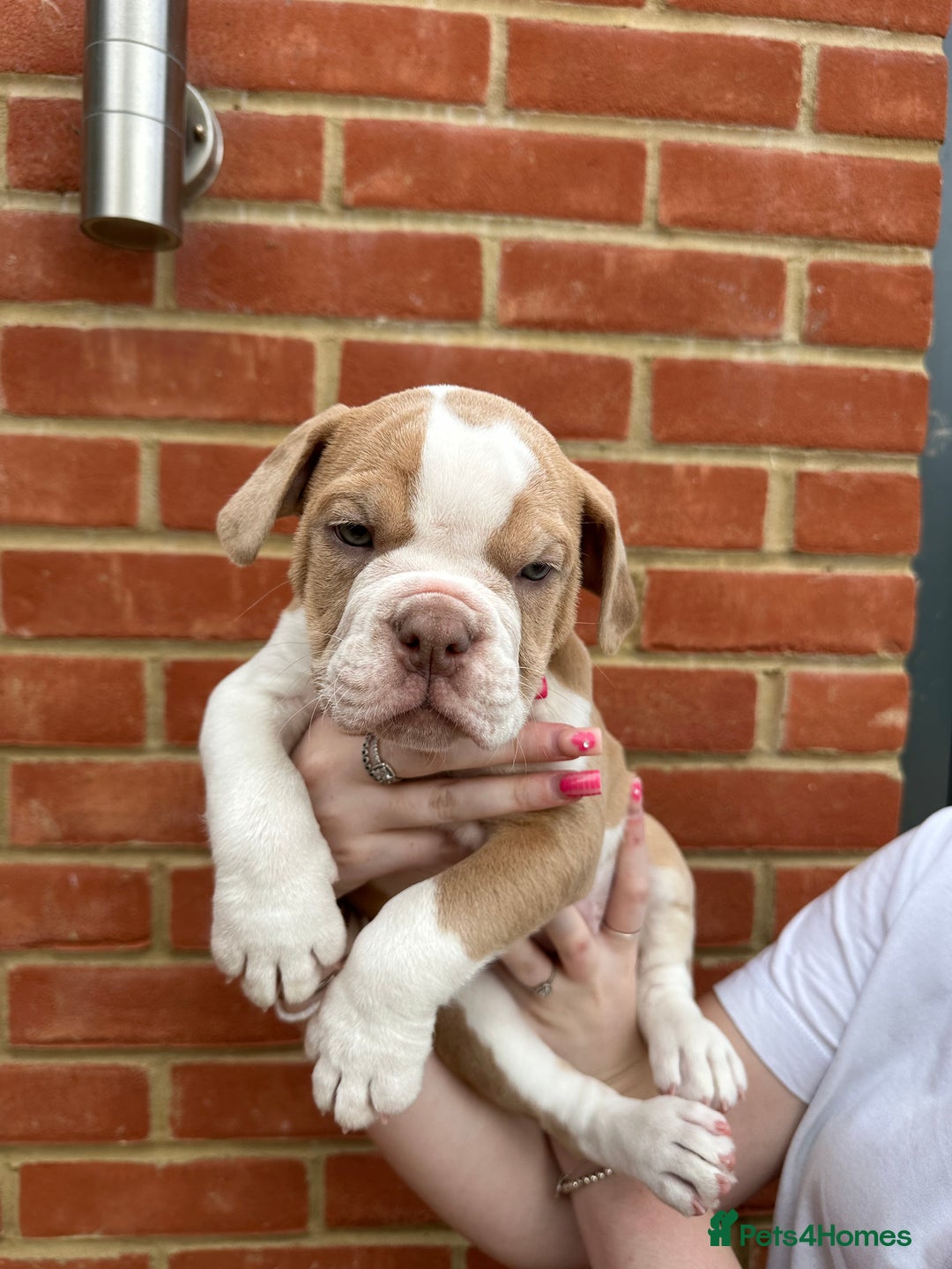 Olde English Bulldogge dogs for sale: OLDE ENGLISH BULLDOGGE PUPPIES in Epping - Image 16
