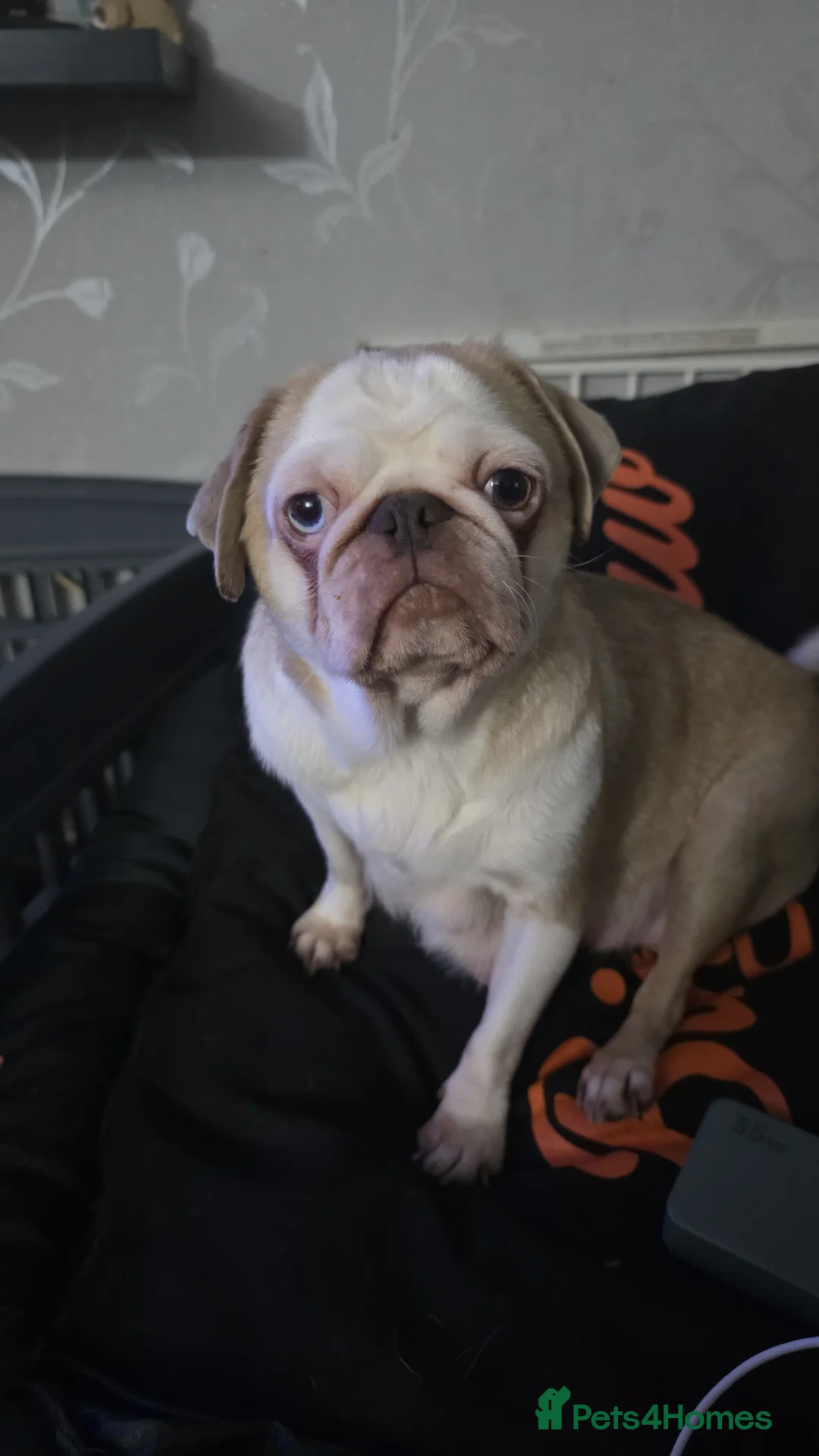 Pug dogs for sale: One kc registered boy left  - Advert 1