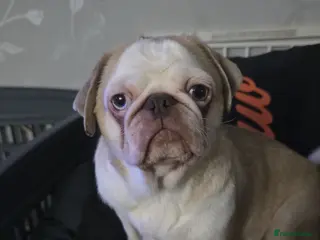 Pug dogs One kc registered boy left - Advert 6