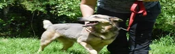 Mixed Breed dogs for adoption: Bimba in Birkenhead - Advert 9