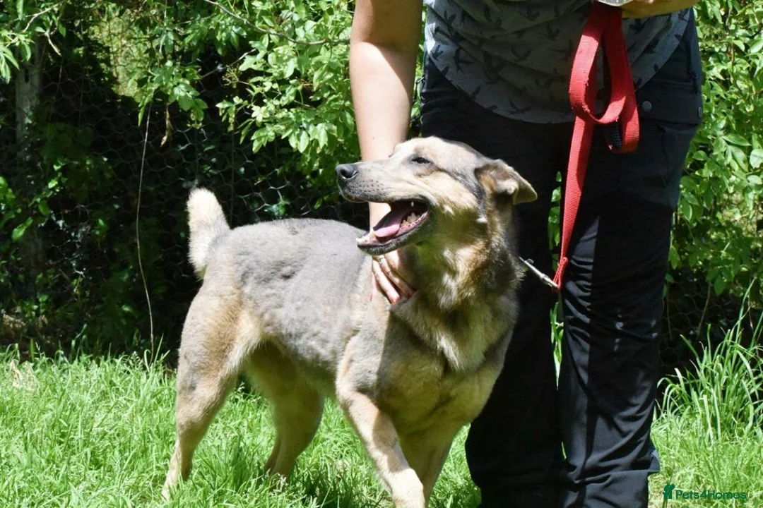 Mixed Breed dogs for adoption: Bimba in Birkenhead - Advert 9