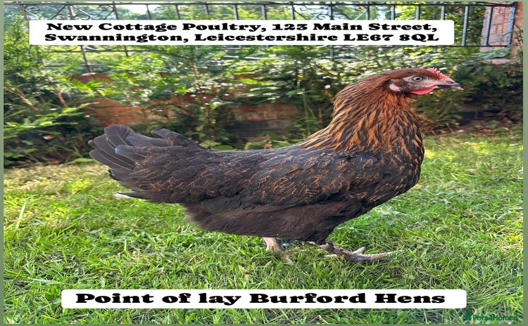 Chickens poultry - Advert 11
